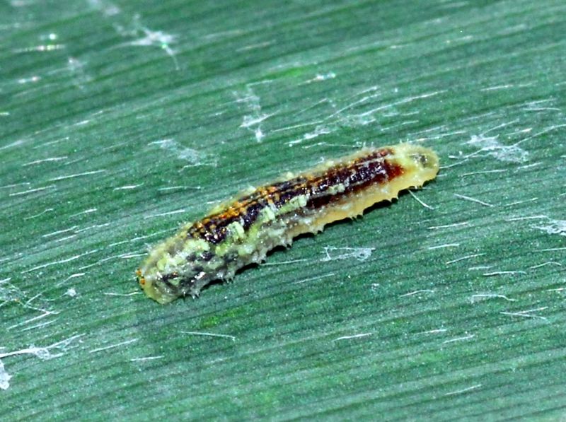 Larva di Syrphidae